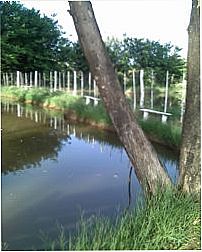 , Por jose pio de oliveira peixe
