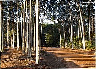 cidade de Bauru