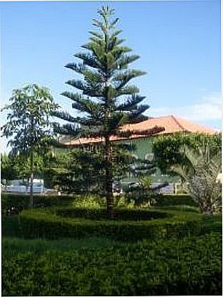 cidade de Palmas de Monte Alto