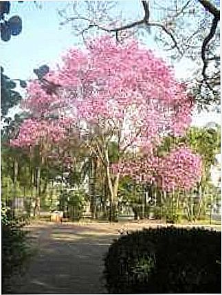 cidade de Capivari