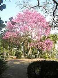 Capivari - Praça central Rodrigues de Abreu em Capivari-Foto:Rubens de Souza