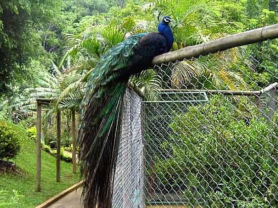 COTIA-SP-PAVO NO SANTURIO ECOLGICO RANCHO DOS GNOMOS-FOTO:RANCHODOSGNOMOS - COTIA - SP