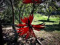 Hortolândia - Flores no Jardim Amanda em Hortolândia-SP-Foto:Silva43