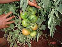 Hortolândia - Plantação de tomate em Hortolândia-SP-Foto:Marcos tomate