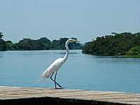 Ilha Solteira - Ilha Solteira-SP-Garça no Porto-Foto:edsondelrio