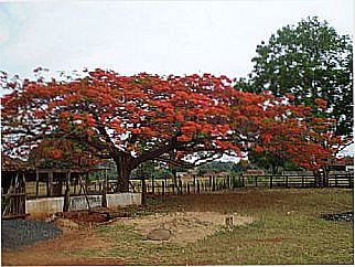 cidade de Indiapor�