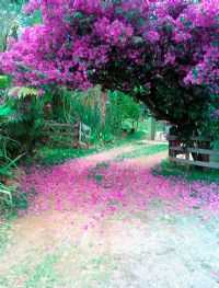 Jambeiro - Primavera - Por Maria Inês