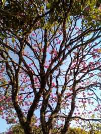 Jambeiro - Ipê, na praça , Por Maria Inês