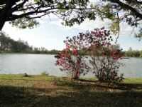 Limeira - Horto Florestal - Limeira SP, Por Edemar C. Hebling SJCampos SP
