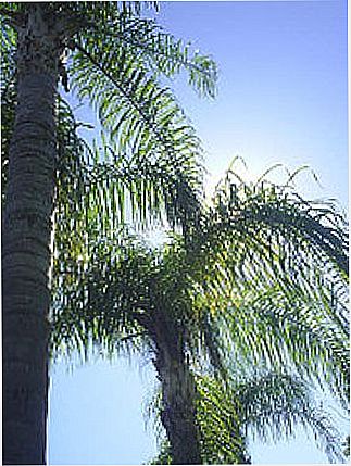 cidade de Miguel�polis
