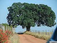 Ocauçu - Paisagem Ocauçu-Foto:Ricardo Koracsony