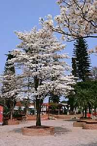 Palmital - Ipê branco na Praça da Matriz em Palmital -SP-Foto:Erico Christmann
