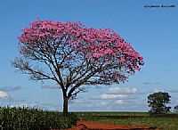Paraguaçu Paulista - Ipê solitário em Paraguaçu Paulista-Foto:gustavo_asciutti