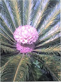 Pilar do Sul - NATUREZA, Por jOAQUIM ELETRICISTA