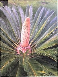 Pilar do Sul - NATUREZA, Por jOAQUIM ELETRICISTA