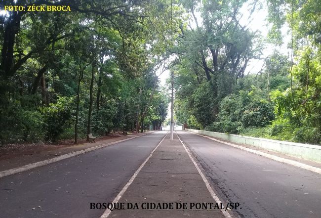 BOSQUE MUNICIPAL - PONTAL/SP., POR ZCK BROCA - PONTAL - SP
