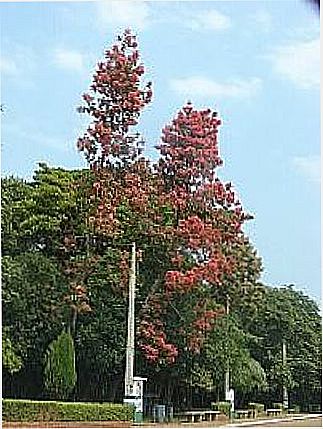 cidade de Rosana