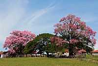 Santa Adélia - Santa Adélia-SP-Paineiras floridas-Foto:STUBRIC
