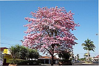 cidade de S�o Joaquim da Barra