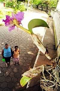 Várzea Paulista - Cidade das Orquídeas
