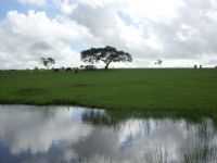 Rio Real - Por cassivaldo