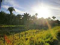 Buriti do Tocantins - Pôr do sol sobre babaçus em Buriti do Tocantins-TO por Odir Correira
