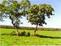 Paisagem-Foto:novafronteiraagro