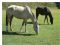cavalos