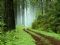 floresta
