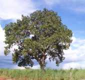 Pousadas - Governador Edson Lobo - MA