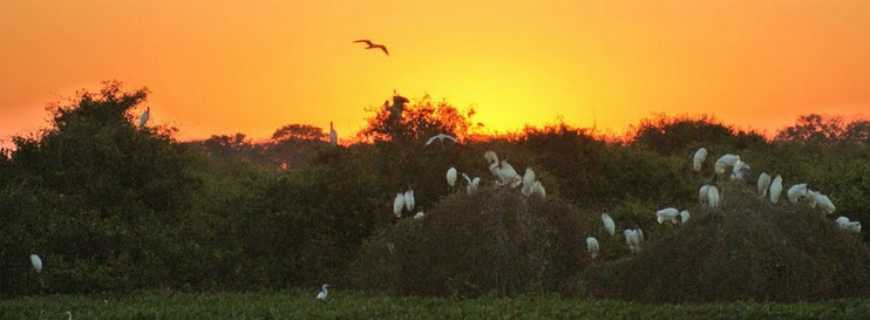 Fazenda de Cima-MT