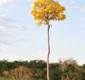 Pousadas - gua Fria - PA