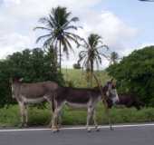 Pousadas - Marcao - PB