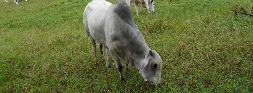 Barra do Chata-PE