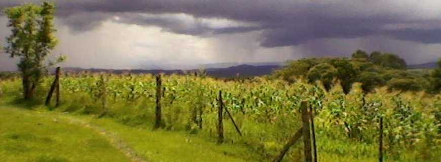 Campinas-PR