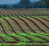 Pousadas - Campo do Tenente - PR