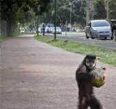 Fotos - Rio das Pombas - PR