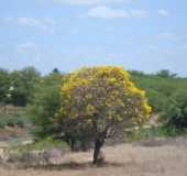 Pousadas - Fernando Pedroza - RN