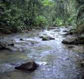 Fotos - Aguti - SC