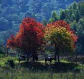 Pousadas - Pinheiral - SC