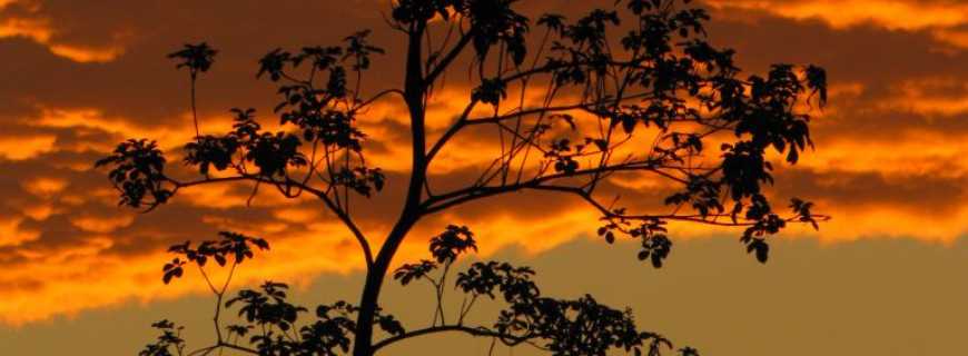 Aldeia de Carapicuba-SP