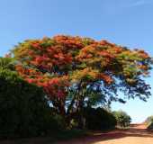 Pousadas - Nipo - SP