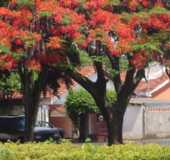 Pousadas - Primavera - SP