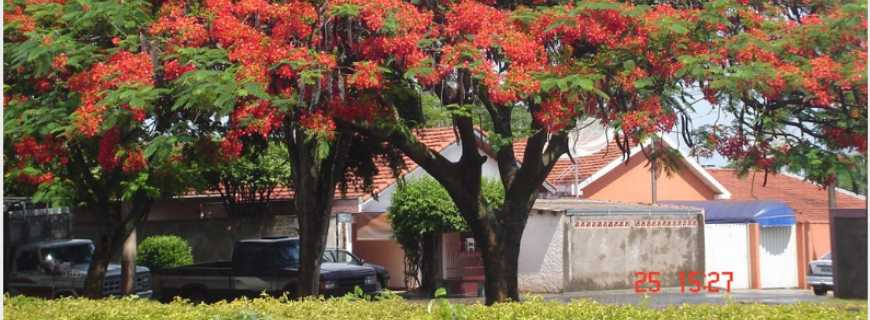 Primavera-SP