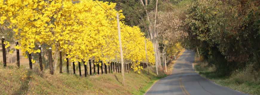 Serra Negra-SP