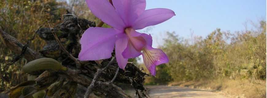 Pindorama do Tocantins-TO