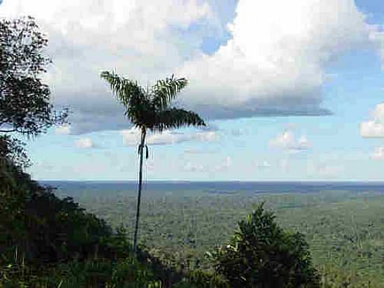 PARQUE SERRA DO DIVISOR-FOTO:JEZAFLU=ACRE=BRASIL - MNCIO LIMA - AC