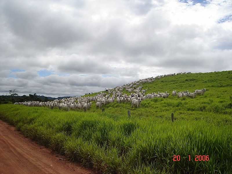 RONDOLNDIA-MT-PASTAGEM-FOTO:HENRIQUE FORTES - RONDOLNDIA - MT