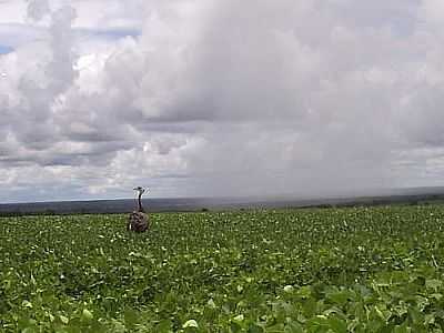 EMA EM PLANTIO DE SOJA POR KIDNEU FRANKLIN - SANTA RITA DO TRIVELATO - MT