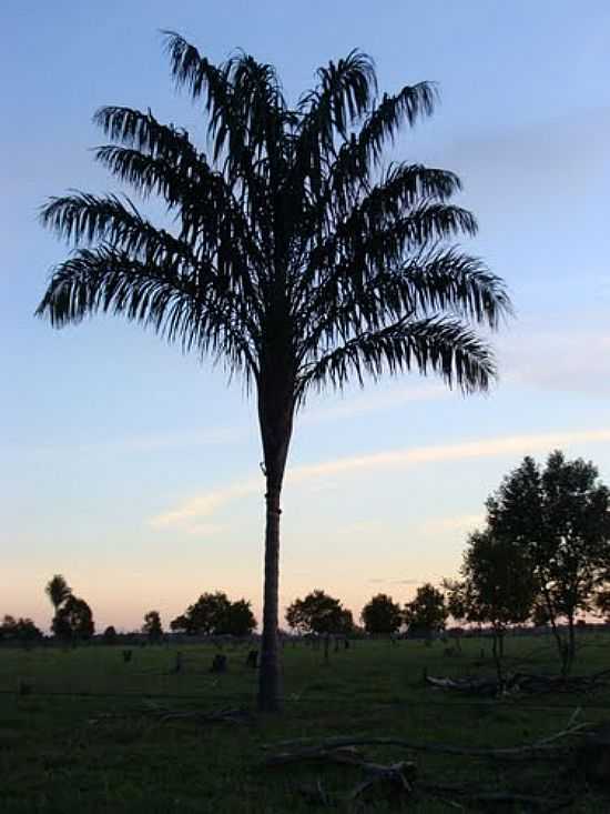 BACABA EM BOM JESUS DO ARAGUAIA-FOTO:CLSIO ALVES SANTANA - BOM JESUS DO ARAGUAIA - MT